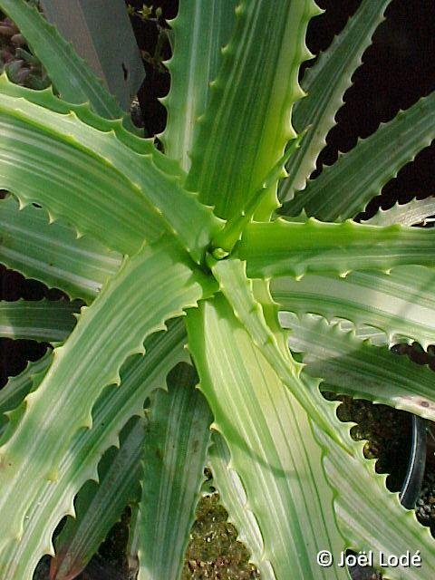 Aloe arborescens variegata